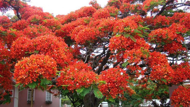 Tree red flowers house pink free wallpaper - medium preview image