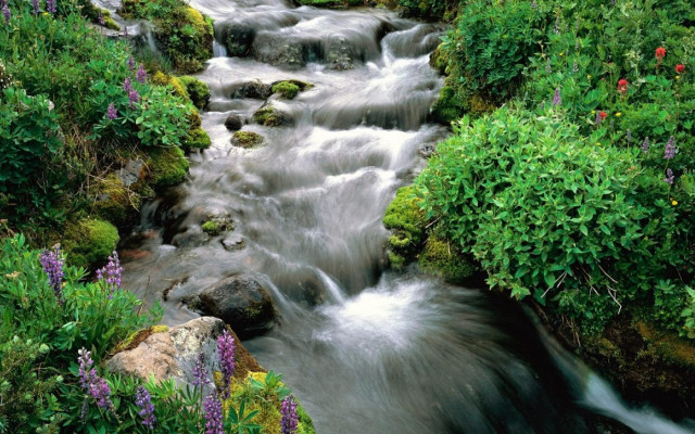 Stream water forest flowers rocks free wallpaper - medium preview image