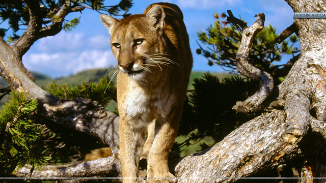 Mountain lion forest branch blue free wallpaper - medium preview image