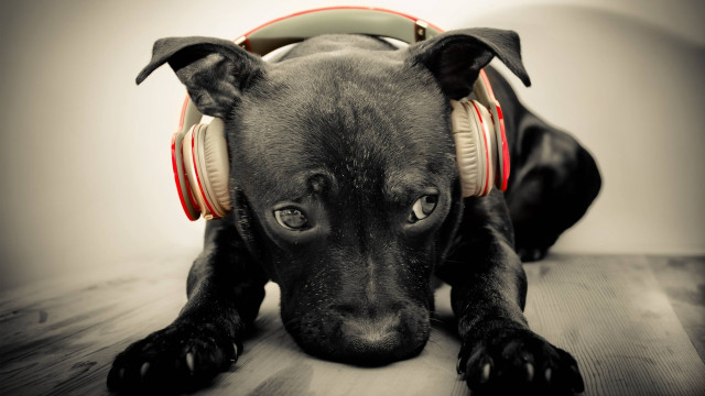 Black dog headphones wooden floor free wallpaper - medium preview image
