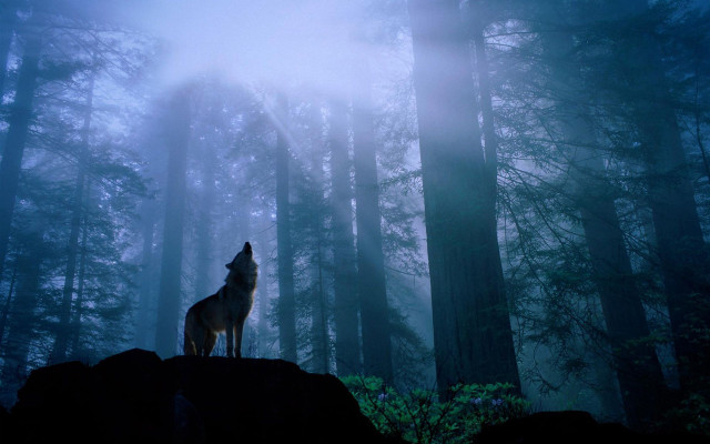 Wolf rock forest night fog free wallpaper - medium preview image