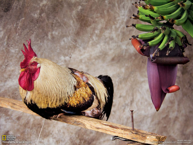 Rooster branch bananas hanging tree free wallpaper - medium preview image