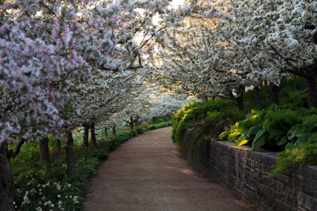 Pathway lined with trees flowers free wallpaper - medium preview image