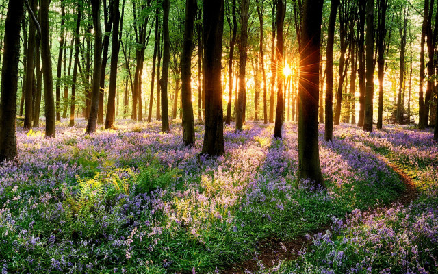 Forest purple flowers sunlight trees #2 free wallpaper - medium preview image