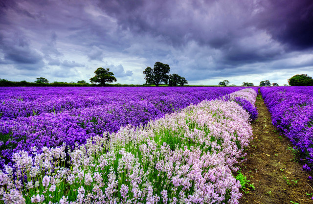 Purple flowers cloudy sky dirt free wallpaper - medium preview image