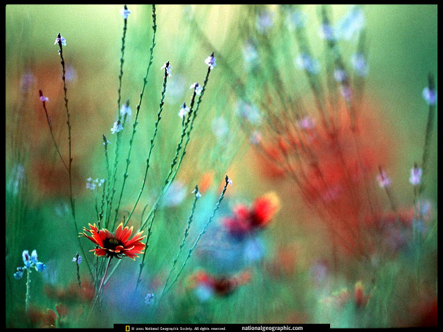 Field of flowers blurry background #4 free wallpaper - medium preview image