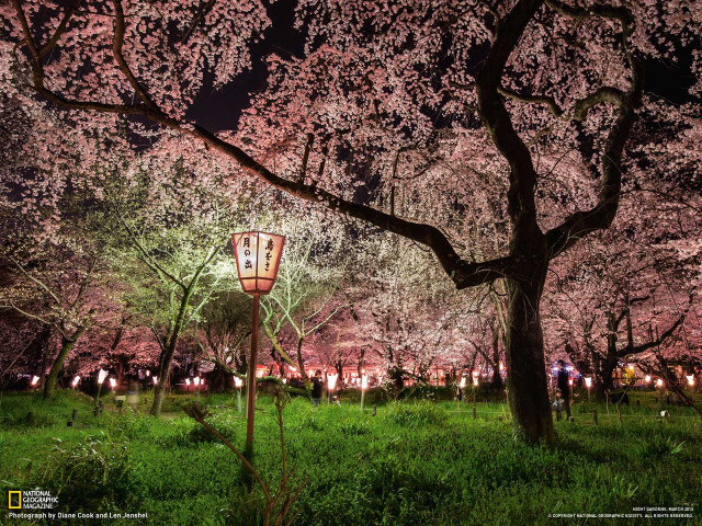 Lamp post park cherry blossoms free wallpaper - medium preview image