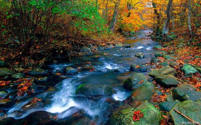 Autumn stream forest leaves rocks free wallpaper - medium preview image
