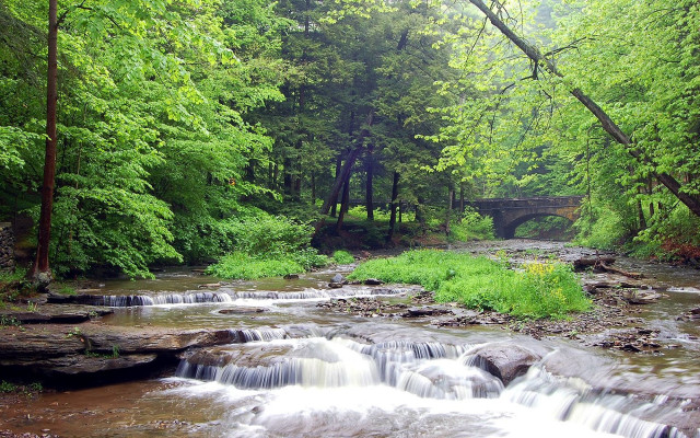 Stream lush green forest trees #7 free wallpaper - medium preview image