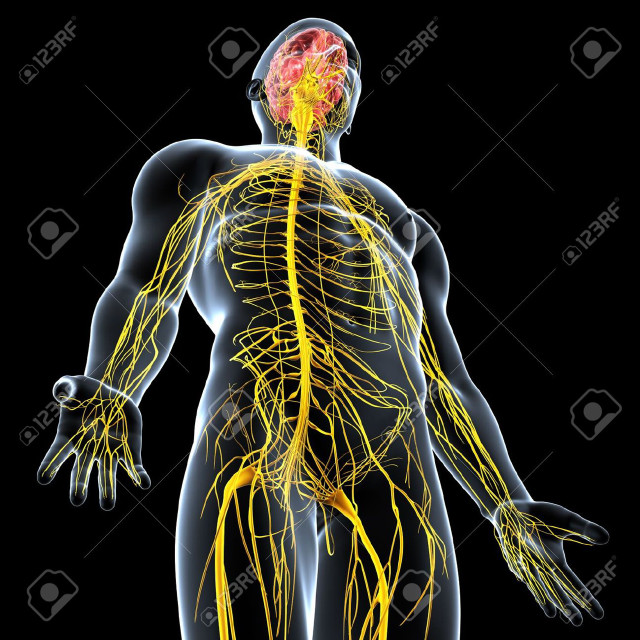 Nervous system microscopic shiny anatomy free wallpaper - medium preview image