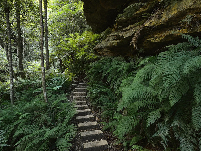 Path woods rock formation ferns free wallpaper - medium preview image