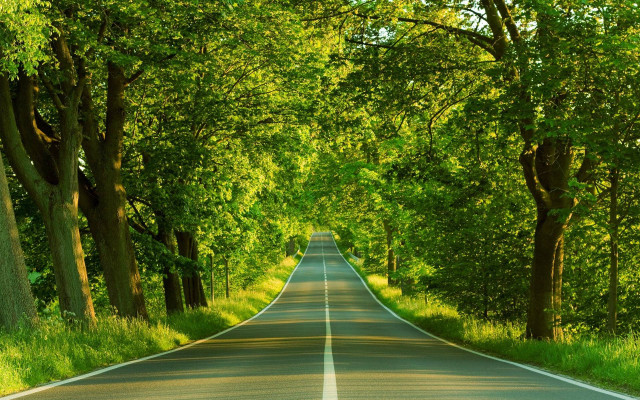 Road lined with trees and free wallpaper - medium preview image