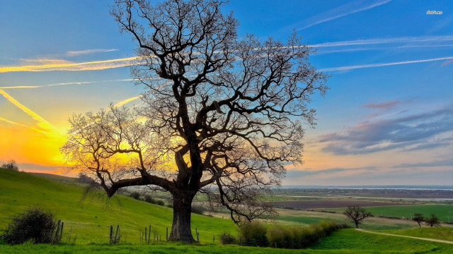 Tree field sunset trail leads free wallpaper - medium preview image