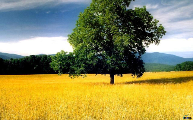 Lone tree yellow grass mountains free wallpaper - medium preview image
