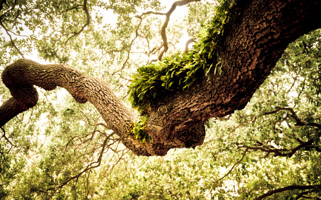 Tree large branch moss sky free wallpaper - medium preview image