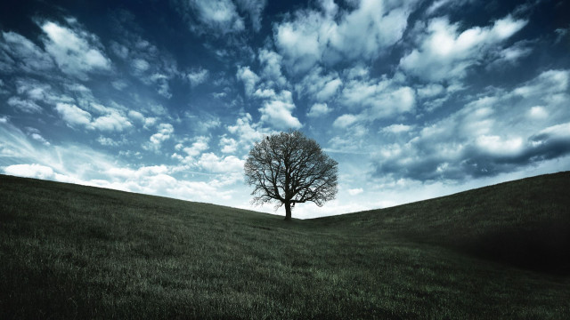 Lone tree grassy field cloudy #3 free wallpaper - medium preview image