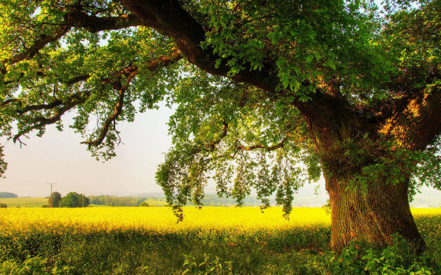 Large tree yellow flowers sunset free wallpaper - medium preview image