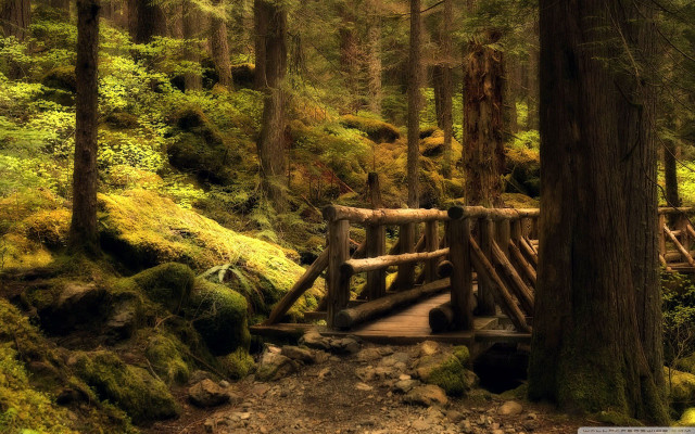 Wooden bridge forest mossy trees free wallpaper - medium preview image