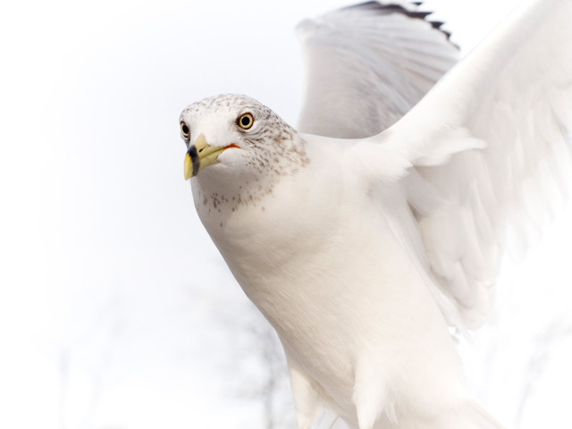 White bird yellow beak flying free wallpaper - medium preview image