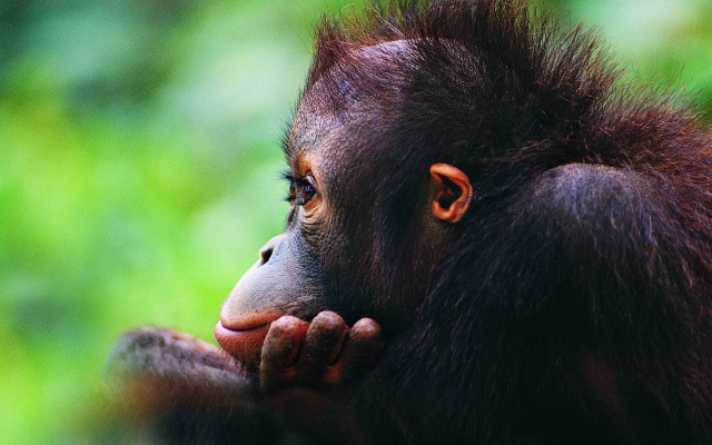 Monkey hand face teeth tongue free wallpaper - medium preview image