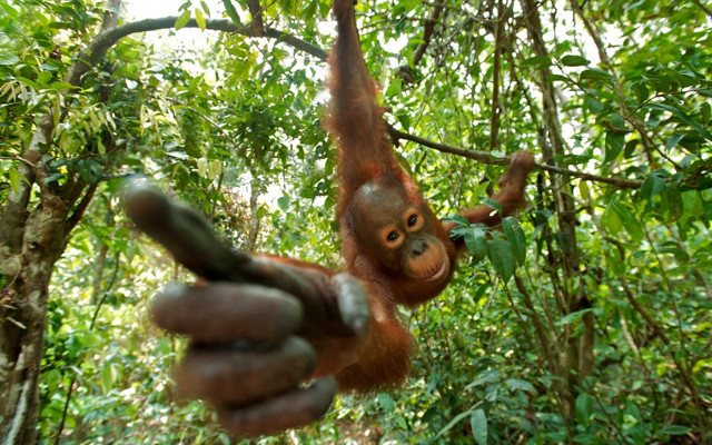 Monkey hanging tree jungle hands free wallpaper - medium preview image