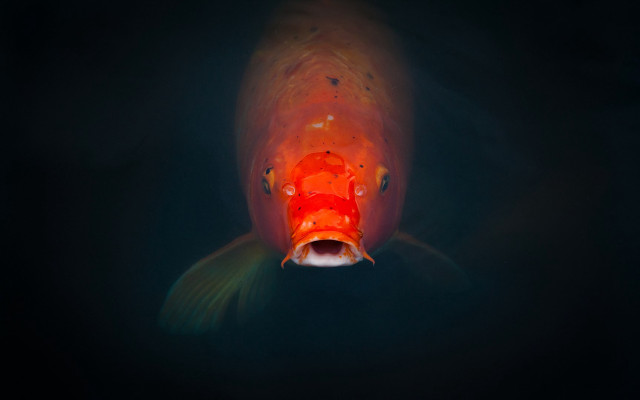 Fish bubbles black background light free wallpaper - medium preview image
