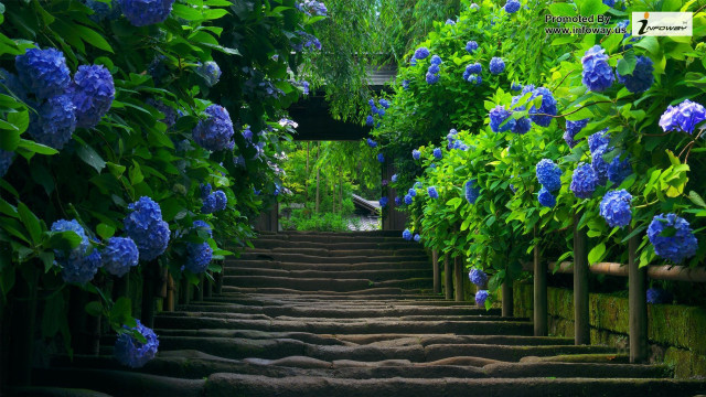 Steps blue flowers walkway leading #3 free wallpaper - medium preview image