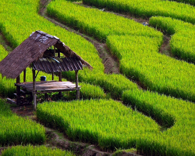 Hut green grass wooden bench free wallpaper - medium preview image