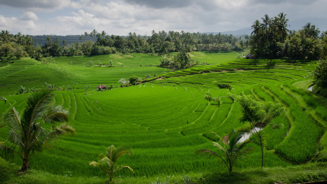 Lush green field trees house free wallpaper - medium preview image