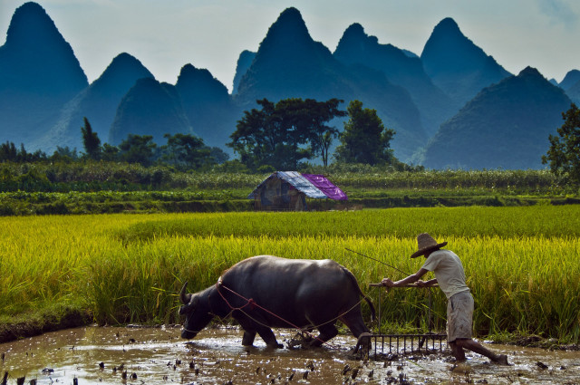Mountain field waterbuffalo ecological art free wallpaper - medium preview image
