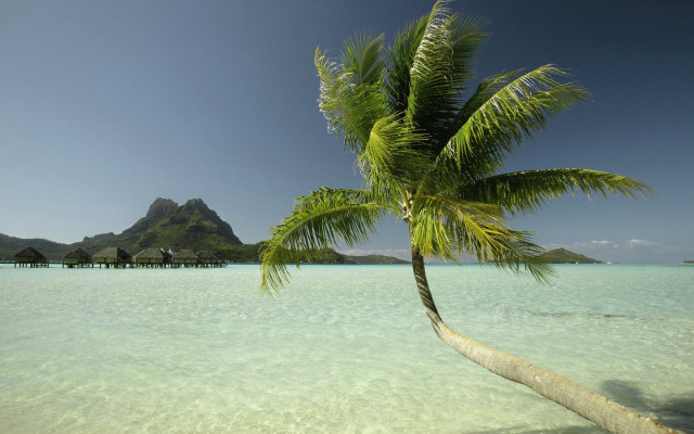 Palm tree water beach pier free wallpaper - medium preview image