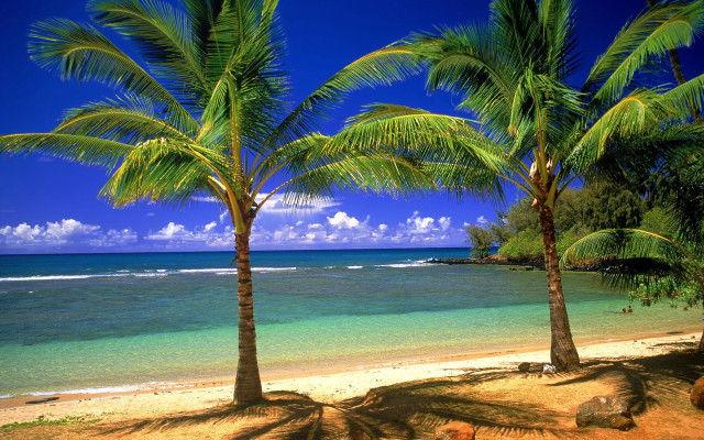 Beach palm trees ocean sky free wallpaper - medium preview image