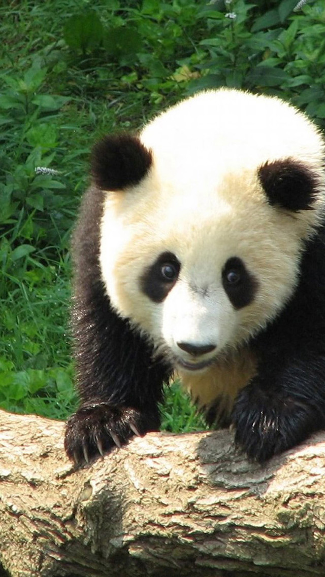 Panda bear tree branch forest #3 free wallpaper - medium preview image