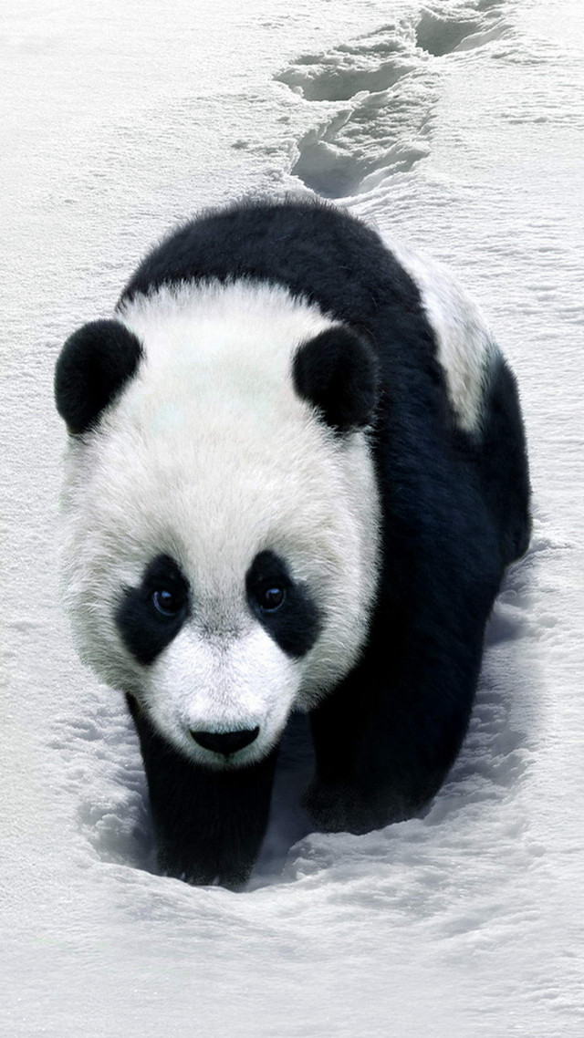Panda bear walking snow zoo free wallpaper - medium preview image