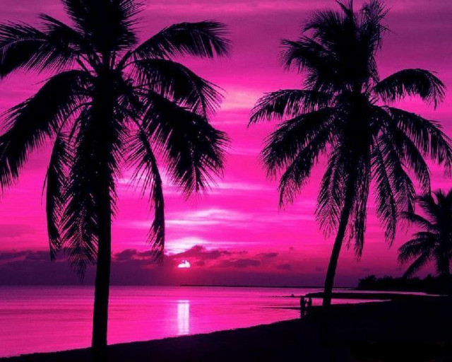 Pink sunset palm trees bench free wallpaper - medium preview image