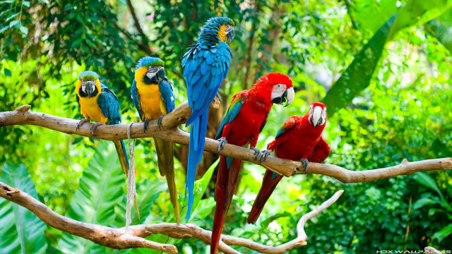 Colorful birds tree branch forest free wallpaper - medium preview image