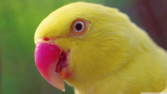 Yellow bird pink beak green free wallpaper - medium preview image