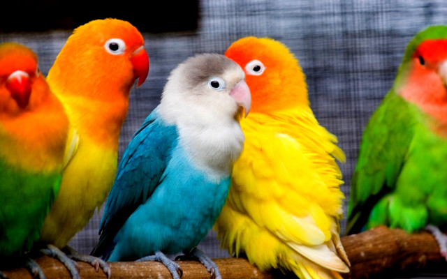 Colorful birds branch caged area free wallpaper - medium preview image