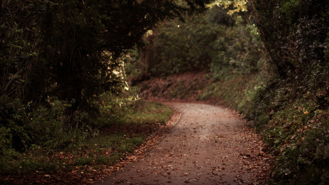 Dirt road surrounded by trees #4 free wallpaper - medium preview image