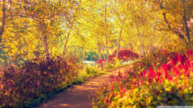 Forest path autumn fire flames free wallpaper - medium preview image