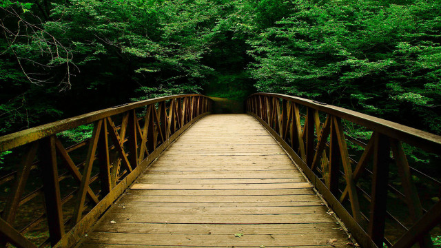 Wooden bridge forest trees bench free wallpaper - medium preview image