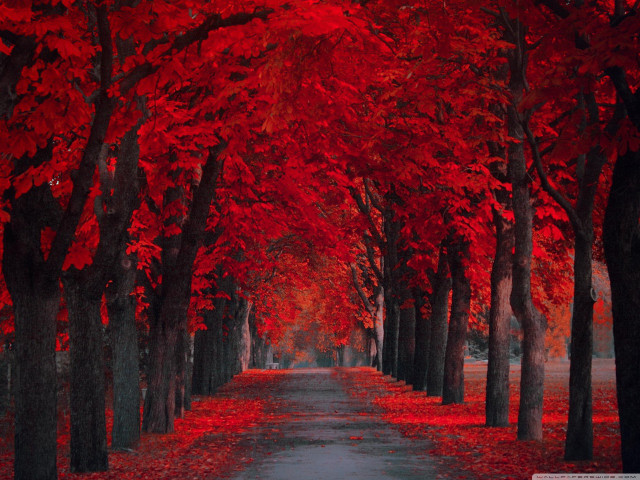 Tree lined road red leaves free wallpaper - medium preview image