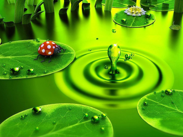 Green pond ladybug leafy lily #7 free wallpaper for desktop - medium preview image
