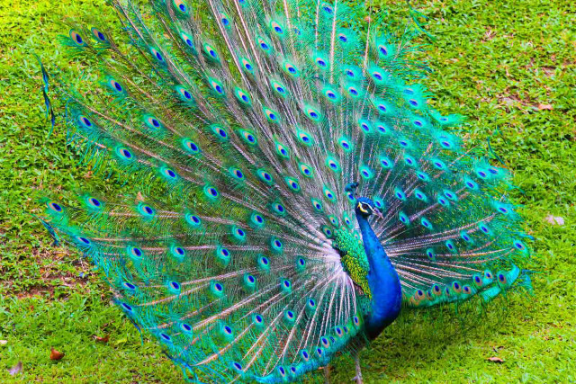 Peacock feathers spread grass tree free wallpaper - medium preview image