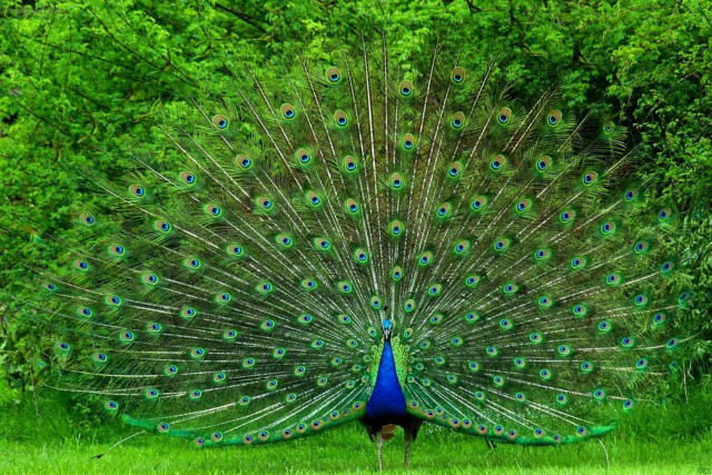 Peacock feathers spread grass trees free wallpaper - medium preview image