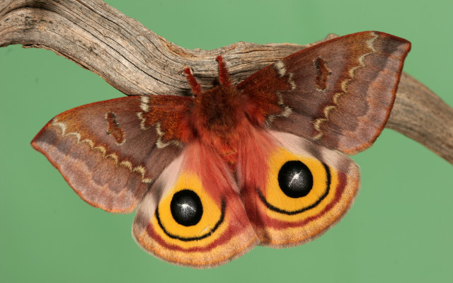 Moth yellow brown face branch free wallpaper - medium preview image