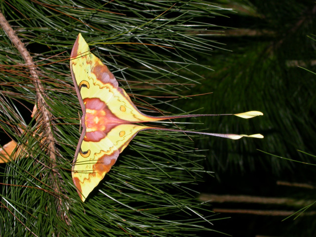 Yellow orange kite pine tree free wallpaper - medium preview image