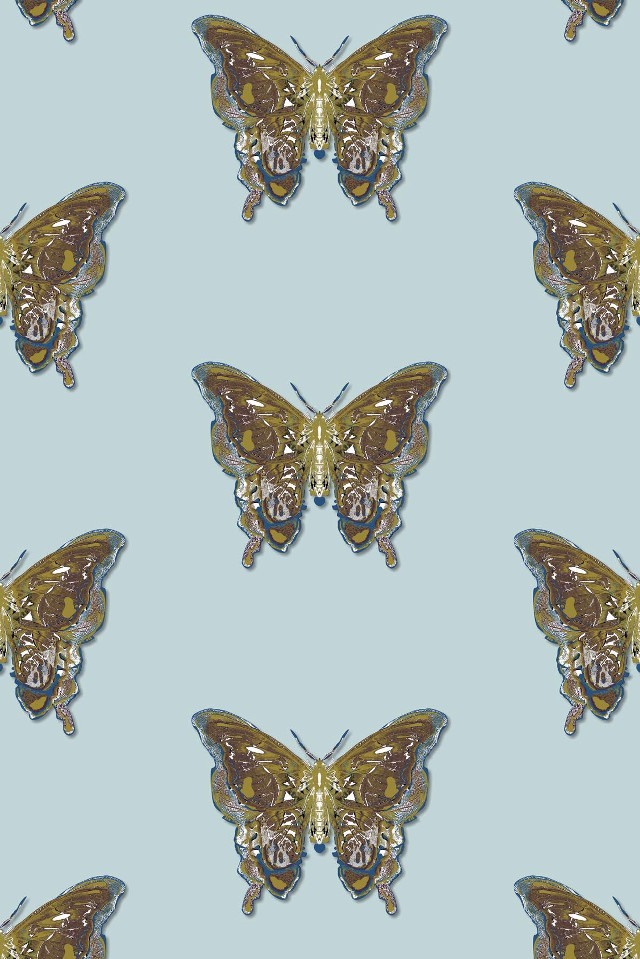 Butterfly pattern butterflies wings image free wallpaper - medium preview image