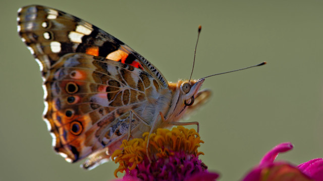 Butterfly sitting flower wings spread free wallpaper - medium preview image