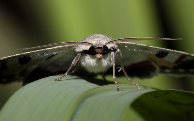 Moth leaf macro nature angel free wallpaper - medium preview image